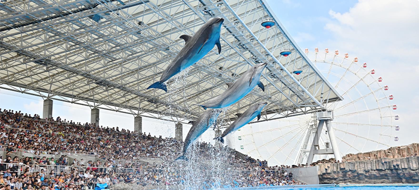 名古屋港水族館のイルカショー